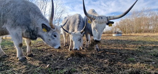 Hungarian Grey Steppe breed of beef cattle   It belongs to the group of Podolic cattle 
 characterised by long lyre-shaped horns and a pale grey coat. It is well adapted to extensive pasture systems a