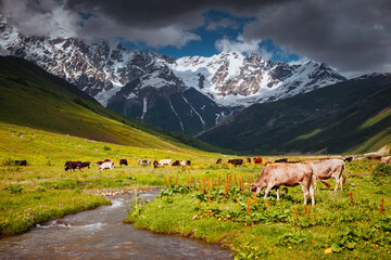 Cows graze on an alpine meadow at the foot of the Main Caucasus Range. Zemo Svaneti, Georgia. - obrazy, fototapety, plakaty
