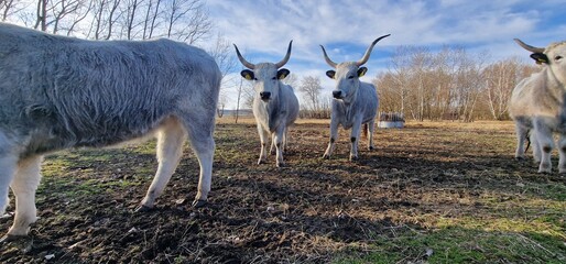 Hungarian Grey Steppe breed of beef cattle   It belongs to the group of Podolic cattle 
...