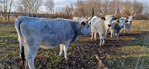 Hungarian Grey Steppe breed of beef cattle   It belongs to the group of Podolic cattle 
...