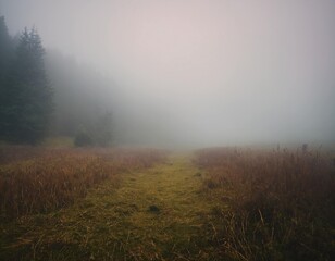 Obraz na płótnie Canvas fog in the field