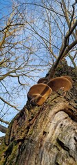 Polyporus is a genus of poroid fungi in the family Polyporaceae.