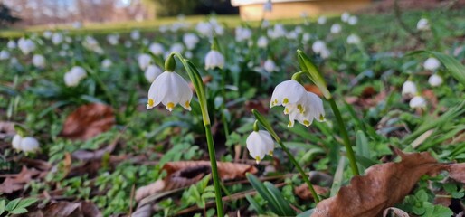 Leucojum is a small genus of bulbous plants native to Eurasia belonging to the Amaryllis family...