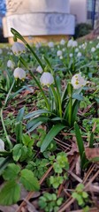 Leucojum is a small genus of bulbous plants native to Eurasia belonging to the Amaryllis family subfamily Amaryllidoideae genus Acis. genera are known as snowflakes snowbell dewdrop St. Agnes' flower