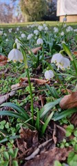 Leucojum is a small genus of bulbous plants native to Eurasia belonging to the Amaryllis family...