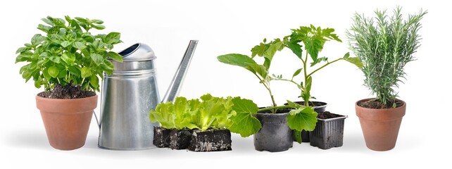 potted of aromatic plants  and vegetable seedling with a watering can on  white background -gardening concept- © coco
