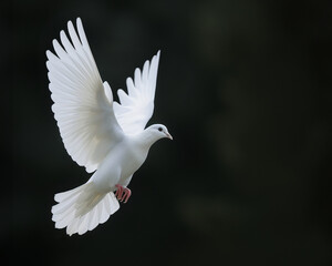Beautiful white dove in flight isolated on black background. generative AI
