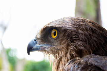 Close-up of a red-tailed hawk.