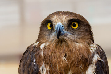 Close-up of a red-tailed hawk.