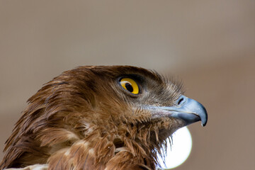 Close-up of a red-tailed hawk.