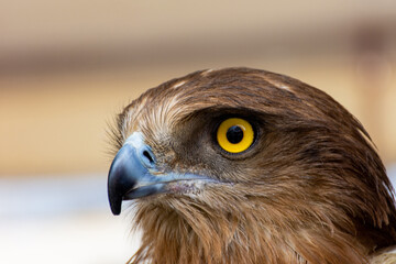 Close-up of a red-tailed hawk.