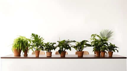 Office plants and decor, a refreshing and aesthetics-centric composition