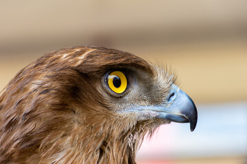 Close-up of a red-tailed hawk.