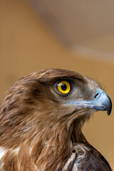 Close-up of a red-tailed hawk.