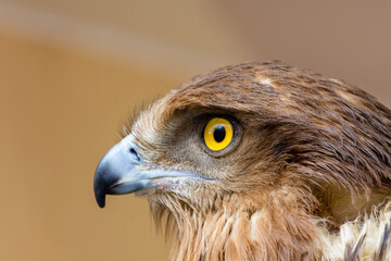 Close-up of a red-tailed hawk.