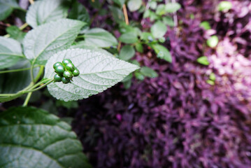 Unripe, green berries on a bushy purple leaves