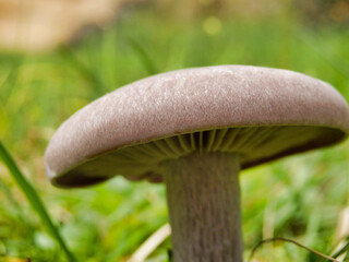 Cortinarius alboviolaceus (Pearly Webcap) set against a woodland background
