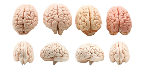 Collection of human brain isolated on a white background as transparent PNG