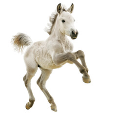 Obraz na płótnie Canvas Cute running gray foal isolated on white or transparent background, png clipart, design element. Easy to place on any other background.
