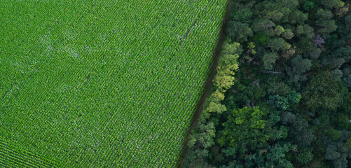 Reforestation - Agriculture Aerial view of healthy natural forests tree and maize fields in nature Landscape - Sustainable environment forest forestry and agriculture - Industry