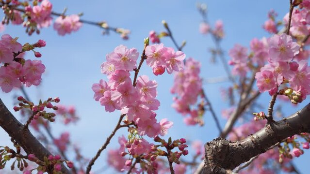 Beautiful cherry blossoms swaying in the wind, spring scenery