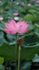 Obraz na płótnie Canvas lotus flower in the pond