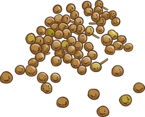 Crambe Seeds Colored Detailed Illustration. Essential oil ingredient for cosmetics, spa, aromatherapy, health care, alternative medicine. 