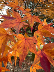 Autumn Colors - Red, Orange, and Bronze