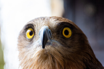 Close-up of a red-tailed hawk.