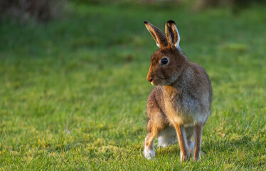  Irish hare    lepus timidus hibernicus
