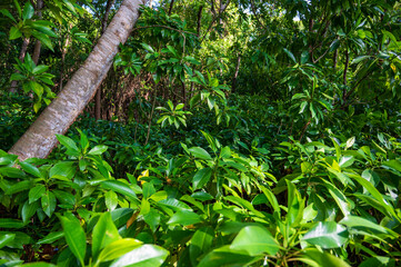 Dense tropical vegetation in the rainforest.
