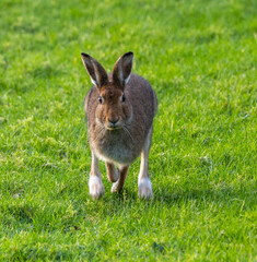  Irish hare    lepus timidus hibernicus