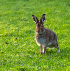  Irish hare    lepus timidus hibernicus