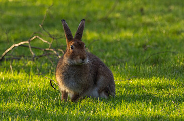 Irish hare    lepus timidus hibernicus