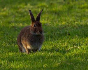  Irish hare    lepus timidus hibernicus