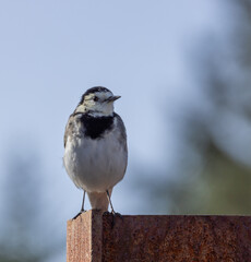 White wagtail   motacilla alba