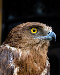 Close-up of a red-tailed hawk.