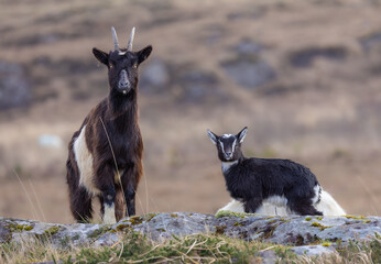 Feral goat in Irish mountains   Capra aegagrus hircus