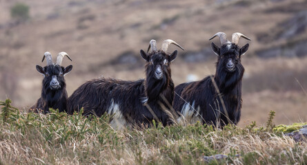 Feral goat in Irish mountains   Capra aegagrus hircus