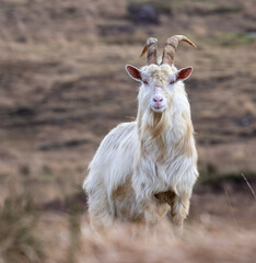 Feral goat in Irish mountains   Capra aegagrus hircus
