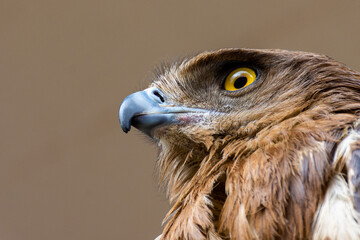 Close-up of a red-tailed hawk.