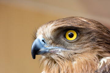Close-up of a red-tailed hawk.
