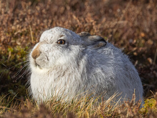 Mountan hare    Lepidus timidus © David