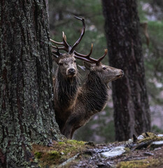 Red deer stag    Cervus elaphus