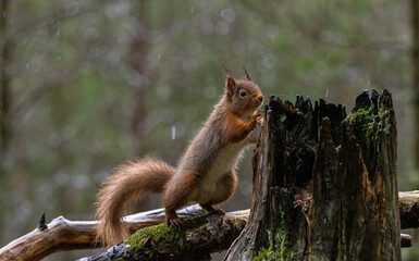 Red Squirrel     Sciurus vulgaris