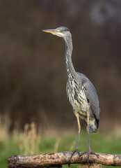 Grey heron (juvenile) ardea cinerea