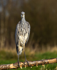 Grey heron   ardea cinerea