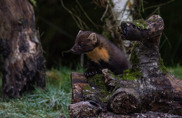 Pine marten  Martes martes