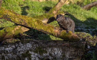 American mink  Neogale vison