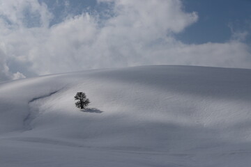 Single tree under blue sky in snow in winter bright day on a mountain.bingöl